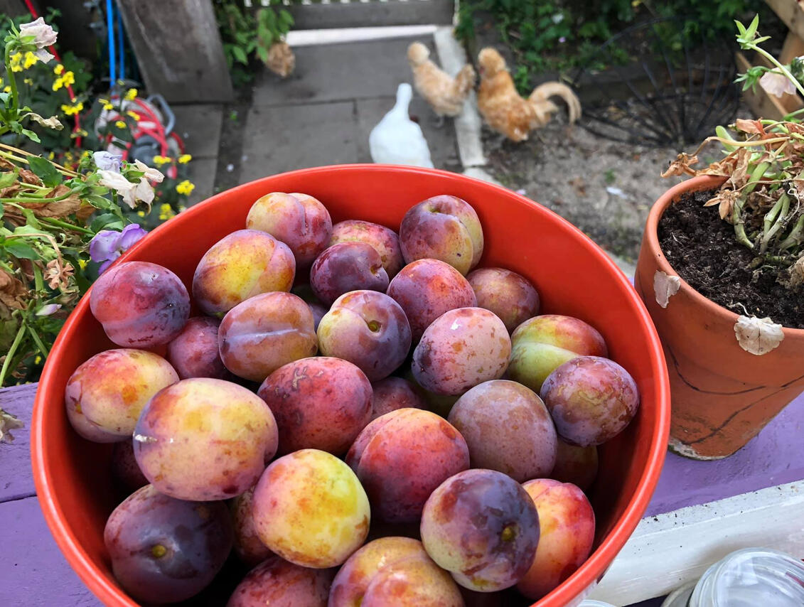 Plums Plums