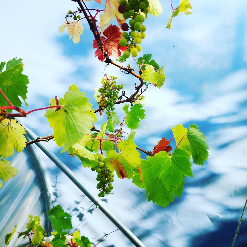 Grapes Grapes